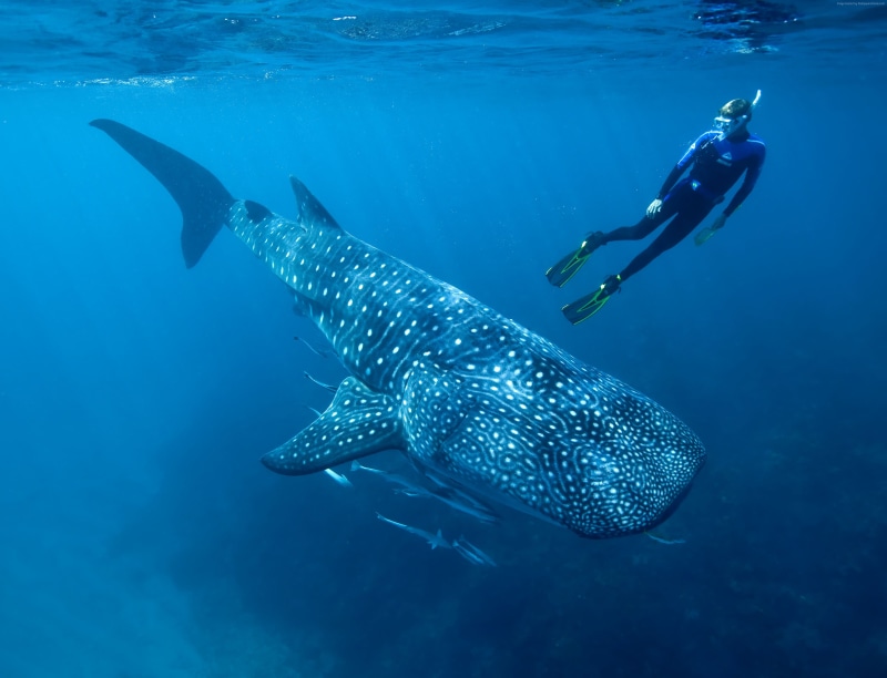 underwater, diving, indian, Worlds best diving sites, atlantic, ocean, tourism, pacific, Whale shark, fish, shark, water, blue, 4K