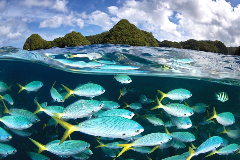 5k, Malakal island, travel, diving, Palau Diving Center, 4k, 5K, tourism