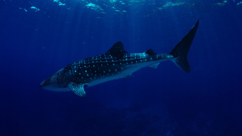 Philippines, 4K, Whale Sharks, Worlds best diving sites, South China Sea, diving, blue sea, tourism, underwater, Sharks