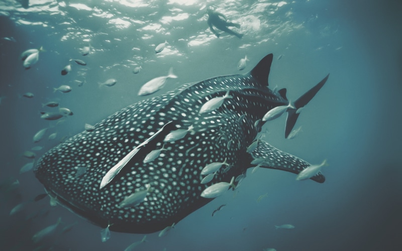 shark, sea life, photography, underwater, fish, whale shark, animals, 1080P, whale