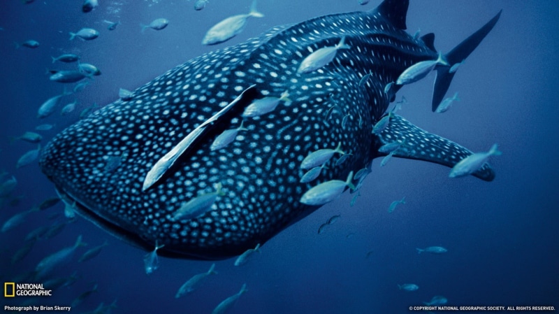 Sharks, Whale Shark, 720P
