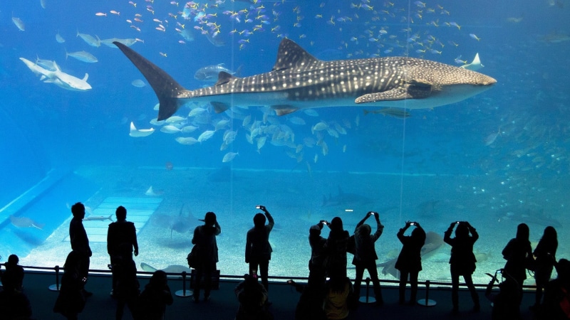 fish, aquarium, marine, vertebrate, animal themes, shark, water, group of people, illustration, whale shark, tank, watching, nature, animal wildlife, swimming