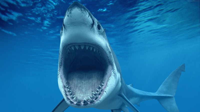 underwater, blue water, 4K, tourism, diving, sharks, Aruba, Worlds best diving sites, jaws, Caribbean, White Shark