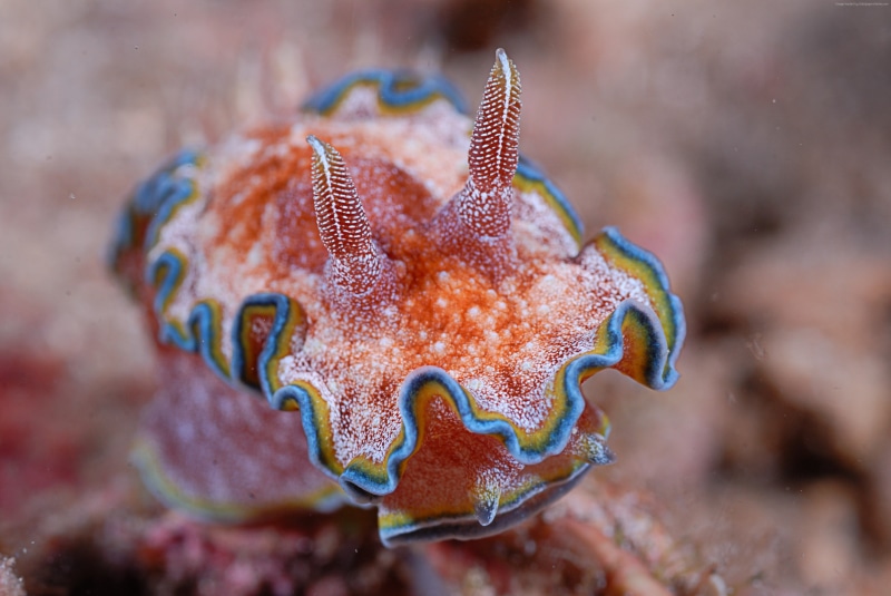 animal wildlife, undersea, Worlds best diving sites, Panglao, water, Nudibranch, underwater, octopus, diving, 4K, Deep sea corals, animal, animal themes
