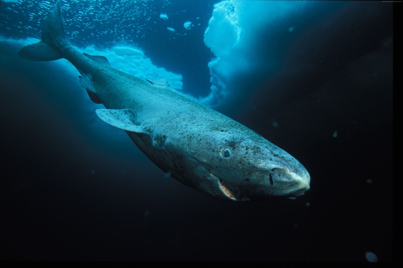 Hudson Bay, Labrador, 4K, diving, blue sea, tourism, Worlds best diving sites, Greenland shark