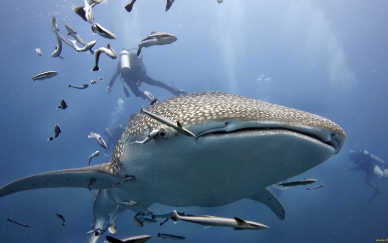 sea life, 1080P, large group of animals, group of animals, gray, animals in the wild, black, animal, animals, fish, water, divers, lure, undersea, underwater