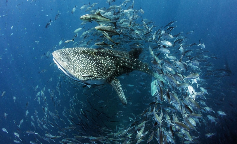 The largest of the currently existing species, The whale shark, water, shark, 2K, under water, fish
