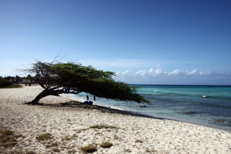 sea, south sea, tranquil scene, beauty in nature, holiday, sky, tranquility, plant, tropical tree, abc islands, horizon, no people, scenics - nature, turquoise colored