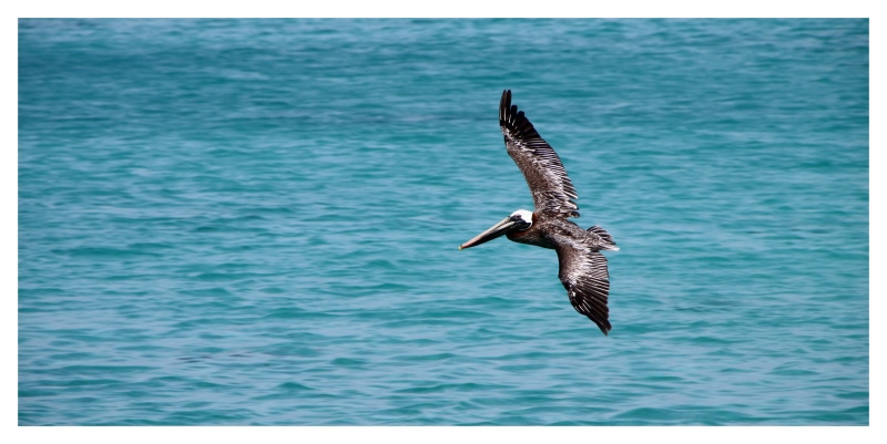 wing, water bird, south sea, auto post production filter, brown pelican, lesser antilles, animal themes, bill, animals in the wild, 4K, brown pelican pelecanidae