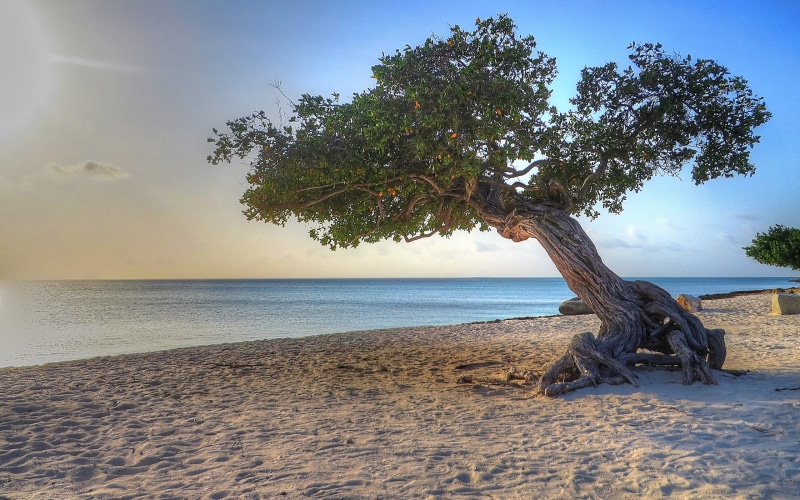sand, green, tree, water, outdoors, growth, driftwood, tranquility, seashore, 2K, no people, trees, sunlight, land, beach, day, plant, nature, sky, near