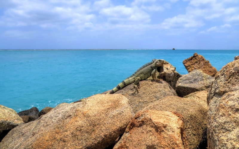 horizon over water, sea, rock - object, animals, day, house, horizon, rock, black, Aruba, idyllic, scenics - nature, tranquility, brown, beach, Oranjestad