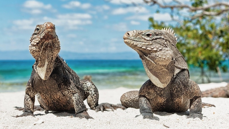 caribbean sea, no people, iguana beach, iguana, caribbean islands, rock - object, reptile, summer, two animals, day, sea, animal scale, nature, animal
