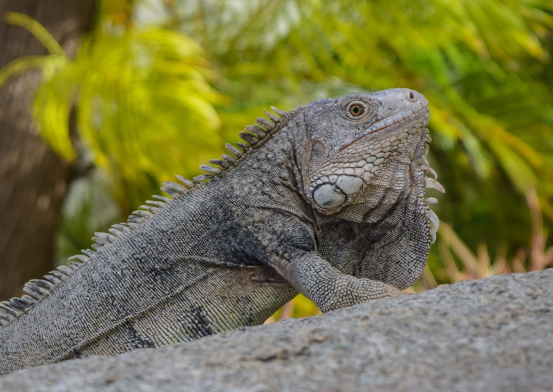 side view, animal, animal scale, animal wildlife, focus on foreground, exotic, vertebrate, tropical, reptile, animal body part, animals in the wild, lizard