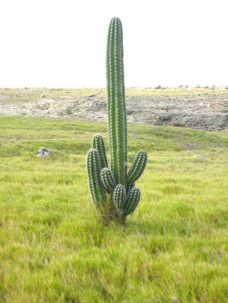 plant, clear sky, sky, environment, cacti, 2K, tranquility, growth, tranquil scene, outdoors, saguaro cactus, grass, no people, succulent plant, land