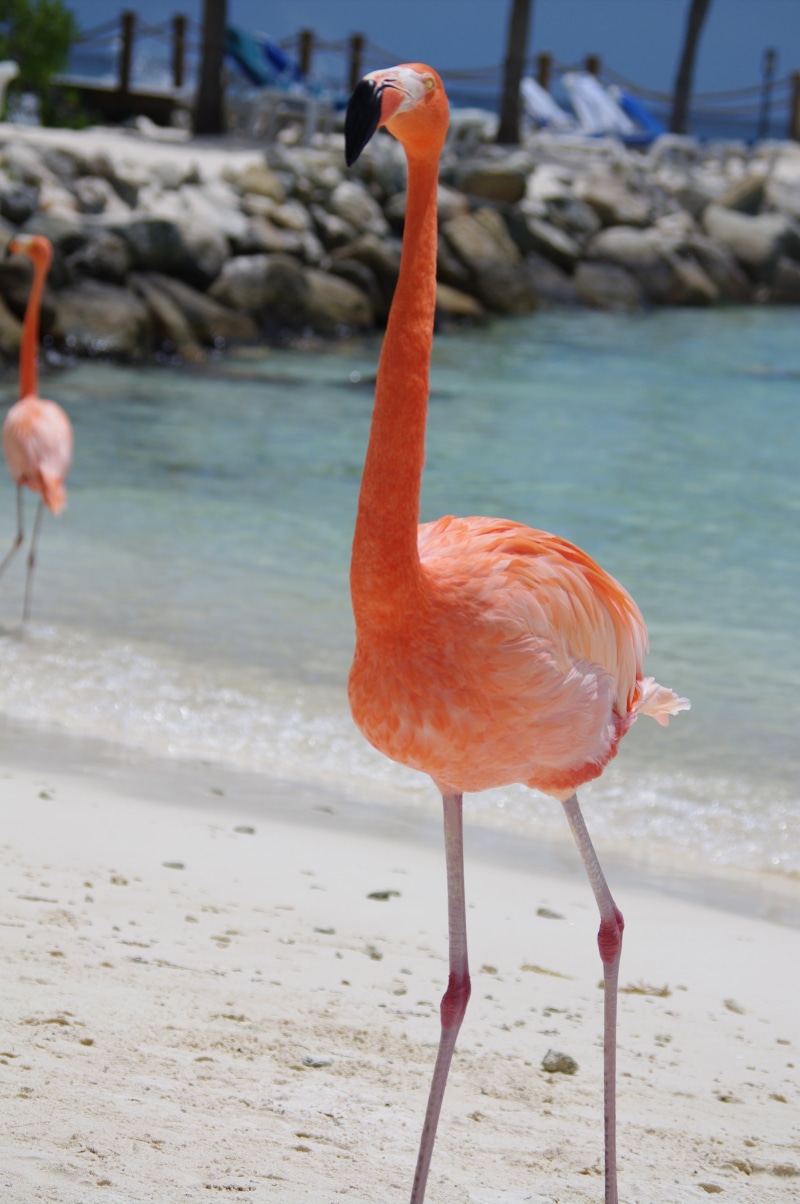 4K, animal, beach, nature, focus on foreground, water, vertebrate, animal wildlife, freshwater bird, seashore, animals in the wild, animal themes, beauty in nature