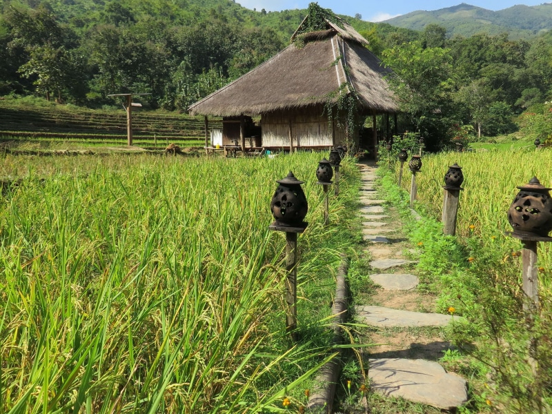 outdoors, 4K, housing, landscape, animal themes, domestic, domestic animals, palapa, accommodation, architecture, animal, laos, day, no people, kamu lodge