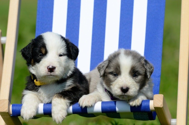 friendship, playful, puppies, young Animal, collie, dogs, puppy, small, cute, blue, grass, portrait, 5K, purebred Dog, mammal, indoors, fur, black Color