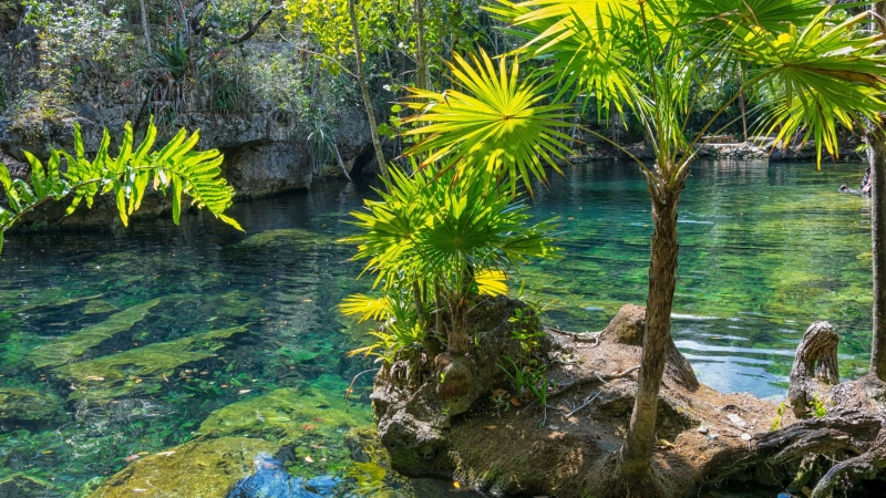 tree, riviera maya, water, mexico, plant, tropics, pond, 4K, vegetation, arecales, palm, nature