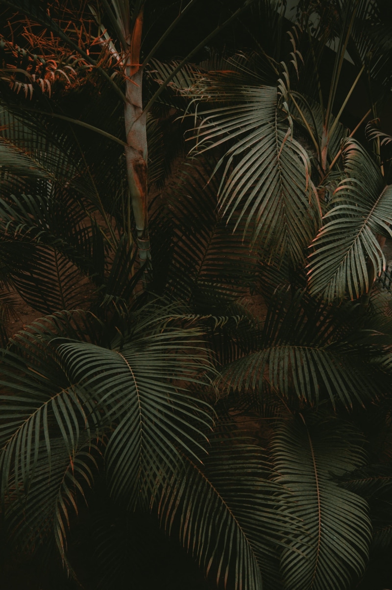 fern, forest, nature, tree, leaf, chihuahua, plant part, backgrounds, no people, beauty in nature, close-up, grove, tropical climate, arecaceae, day, palm leaf