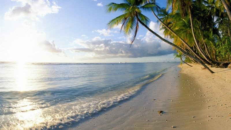 tree, horizon over water, tobago, coast, beach, 1080P, coconut palm tree, shore, beauty in nature, sand, tropical climate, trinidad and tobago, vacation