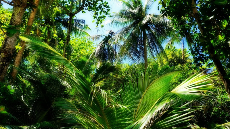 green color, tropical climate, day, growth, palm tree, no people, sky, tranquil scene, beauty in nature, foliage, tropics, tropical forest, 4K, tree, palm leaf