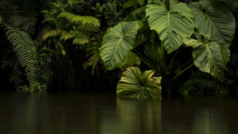 no people, beauty in nature, coconut palm tree, plant part, growth, green, 1080P, rainforest, tranquility, tropical climate, flora, leaves, nature, jungle