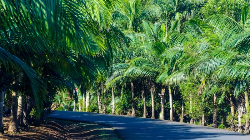 direction, the way forward, transportation, tropical tree, day, tropical, arecales, palm tree, no people, nature, palm leaf, exotic, tranquility, forest