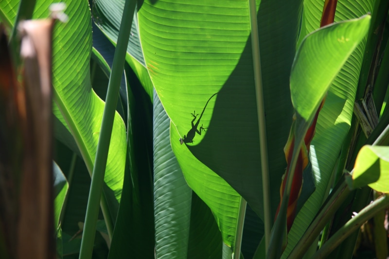 plant part, rainforest, no people, tropics, banana leaf, banana, day, botany, heliconia, growth, plant, plant stem, tropical climate, beauty in nature