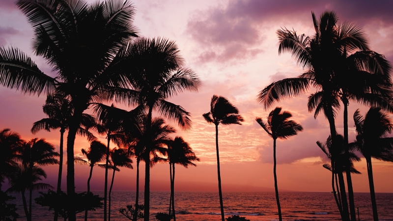 windy, 4K, ocean, arecales, wind, evening, tree, afterglow, pink sky, tropics, sunset, palm, horizon, palm tree, cloud, sky, sea, silhouette, dusk