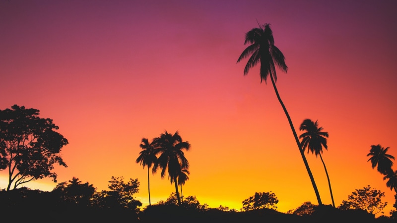 dusk, palm, tree, sky, 4K, arecales, evening, palm tree, borassus flabellifer, silhouette, afterglow, tropical, sunset