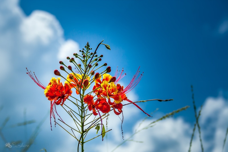 blue, close, Petit, photo, flamboyant, nature, yellow, sky, outdoors, close-up, flower, 2K, antilles, daytime, plant, summer, red, flowers