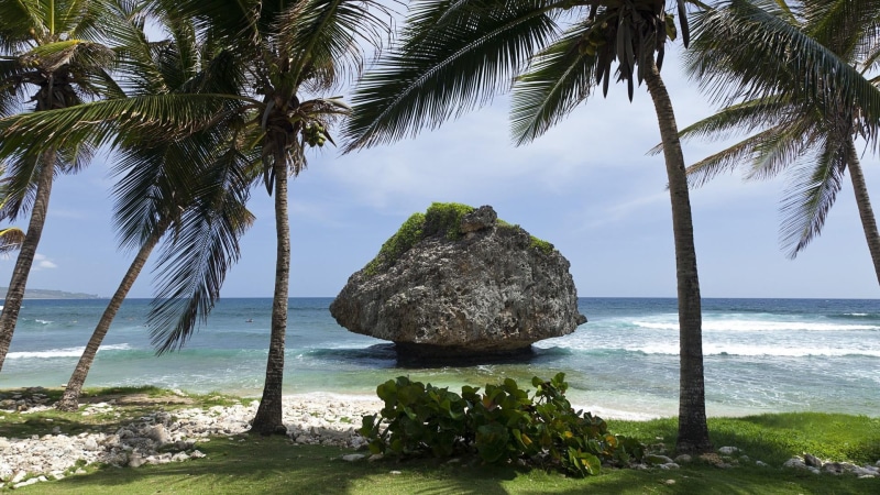 palm tree, shore, bathsheba, tranquility, growth, palm leaf, coconut palm tree, sky, caribbean sea, nature, day, plant, tree, beach, no people, water, tranquil scene