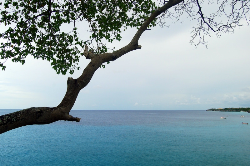 tree trunk, 2K, antilles, ocean, trunk, nature, netherlands antilles, outdoors, water, branch, tranquility, scenics - nature, holiday, horizon over water