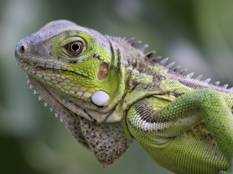 one animal, animals in the wild, reptile, nature, animal eye, bearded dragon, close-up, vertebrate, animal scale, iguana, animal themes, green, day, beast