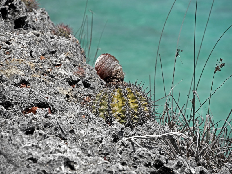 no people, day, sea, holiday, 4K, tropical, animals in the wild, shell, one animal, outdoors, animal shell, animal, abc islands, antilles, rock, animal themes