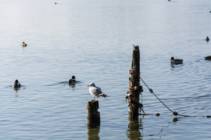 leash, group of animals, Traunsee, medium group of animals, animal themes, wave, rippled, beauty in nature, vertebrate, post, bird, Fog, rest, animal, water