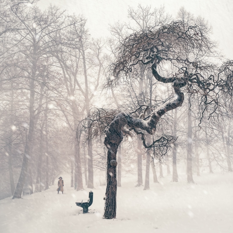bare, snowing, field, landscape, plant, tuscany park, away, snowy, frozen, beauty in nature, person, gmunden, cold, winter cold, tranquil scene, white color