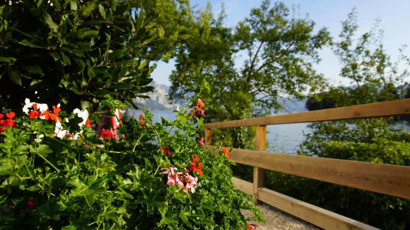 sky, fence, leaf, flowers, gmunden, freshness, growth, beauty in nature, day, no people, flowering plant, fragility, traunsee, wood plank, vulnerability