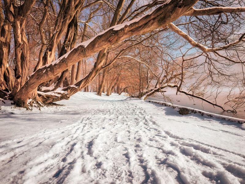 tranquility, surface, icy, snowing, winter walk, tree trunk, tree, wood, road, winter lake, johann orth-allee 23, the way forward, winter, 4K, snow, nature