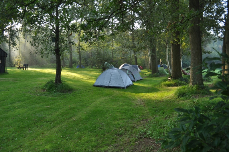 tent, beauty in nature, Forest, tree trunk, tranquil scene, dome, growth, land, tree, plant, trees, green Color, park - man made space, camping, tranquility