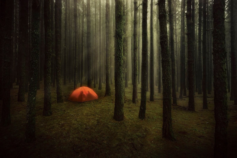photography, land, forest, nature, couple, non-urban scene, beauty in nature, moss, grass, landscape, tranquility, scenics - nature, environment, field