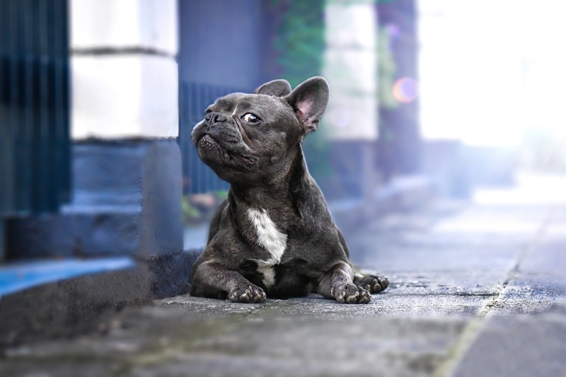look, 1080P, dog, French bulldog