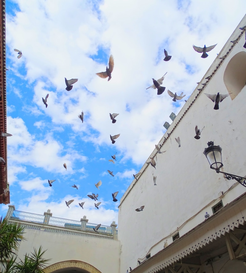 architecture, flock of birds, built structure, 2K, tunis, no people, cloud - sky, building exterior, animal wildlife, vertebrate, low angle view, building