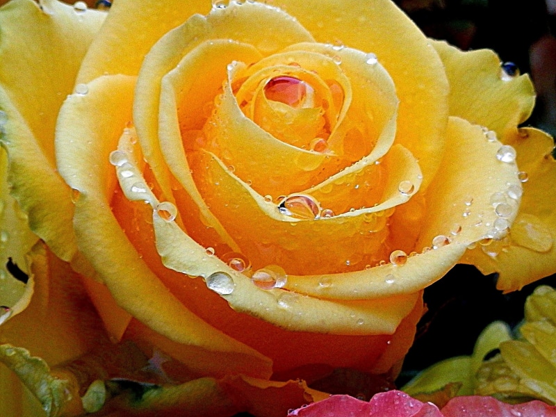yellow rose, Raindrops, 1080P, plant, rose - Flower, Emmenbrücke, yellow, nature, Luzern, gelb, close-up, petal, Lucerne, flower Head, beauty, drops, flower