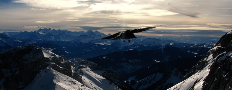nature, crow, Luzern, Mount Pilatus, snow, snow  mountain, picture, european Alps, eagle, mountains, pilatus, white mountains, mountain, blue, sky, white