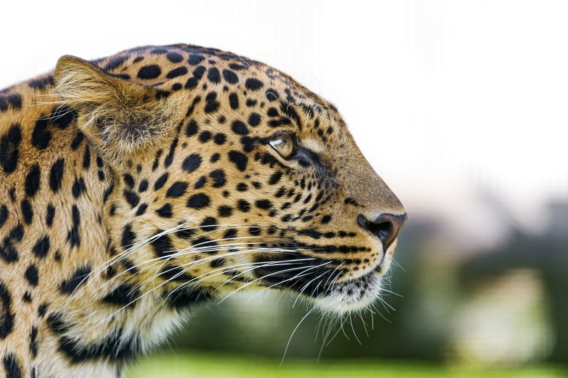 leopard, animals In The Wild, tonis, face, switzerland, portrait, carnivore, mammal, pretty, zoo, wild  cat, 4K, luzern, closeup, nikon  d4, big Cat, male