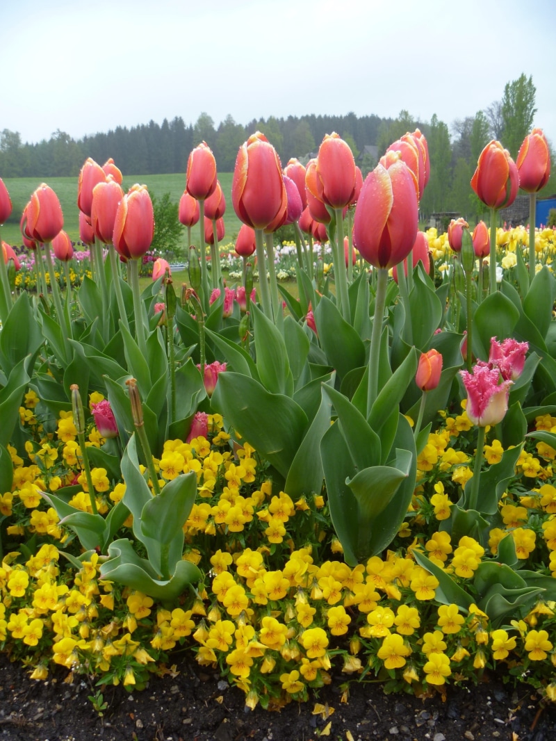agriculture, Yellow, beauty in nature, rural scene, switzerland, springtime, close-up, flower head, land, Spring, luzern, day, red, 2K, nature, freshness