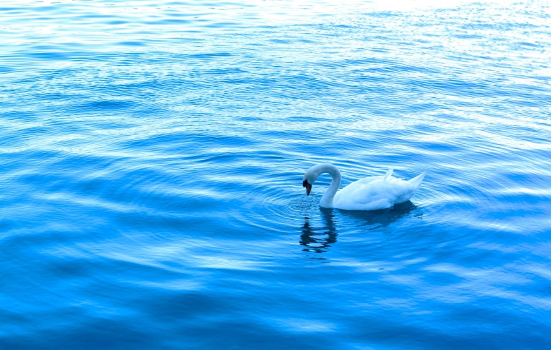 nature, no people, water bird, floating on water, high angle view, staycasper, lucerne, outdoors, rippled, animal wildlife, animal, swimming, switzerland