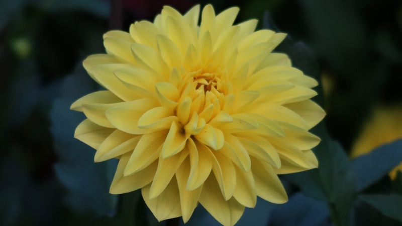 luzern, growth, vulnerability, flower, day, focus on foreground, freshness, plant, flowering plant, dahlia, no people, petal, outdoors, swiss, 5K, fragility