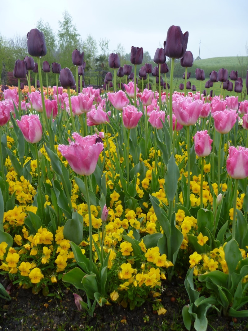day, luzern, springtime, flowering plant, Spring, leaf, field, switzerland, outdoors, plant, 2K, Purple, blossom, multi Colored, fragility, summer, flowerbed